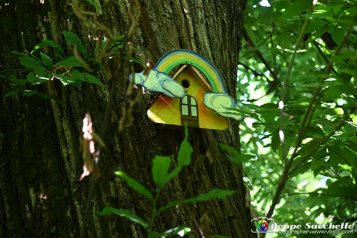 VBS_4676 - Il bosco fatato - Montaldo Roero.jpg
